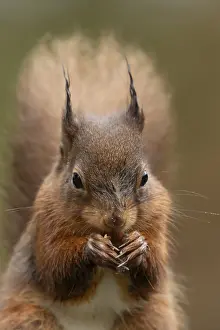 Red squirrel (Sciurus vulgaris) adult animal eating a nut in winter