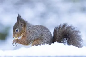 Red squirrel (Sciurus vulgaris) adult animal feeding on a nut in snow in winter