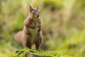Red squirrel (Sciurus vulgaris) adult animal standing on a tree stump