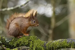Red squirrel (Sciurus vulgaris) adult animal on a tree branch in a forest