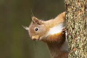 Red squirrel (Sciurus vulgaris) adult animal on a tree trunk