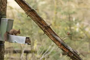 Red squirrel (Sciurus vulgaris) two adult animals on a woodland feeder with a male Chaffinch bird looking