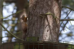 Red Squirrel (Sciurus vulgaris) climbing on a tree