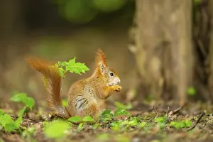 Red squirrel (Sciurus vulgaris) in a forest