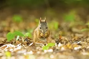 Red squirrel (Sciurus vulgaris) in a forest