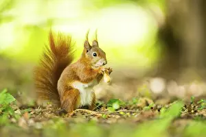 Red squirrel (Sciurus vulgaris) in a forest