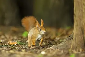 Red squirrel (Sciurus vulgaris) in a forest