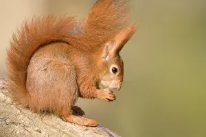 Red Squirrel (Sciurus vulgaris) with a hazelnut