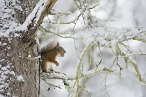 Red squirrel (Sciurus vulgaris) on Scots pine tree in snow