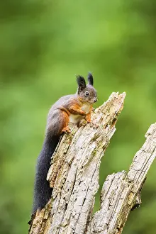 Red squirrel (Sciurus vulgaris) sitting on an old wrotten tree trunk in a forest