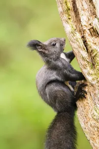 Red squirrel (Sciurus vulgaris) sitting on an old wrotten tree trunk in a forest