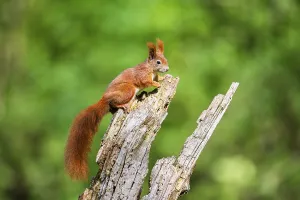 Red squirrel (Sciurus vulgaris) sitting on an old wrotten tree trunk in a forest