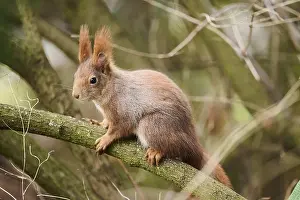 Red squirrel (Sciurus vulgaris) on a tree