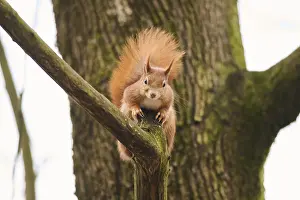 Red squirrel (Sciurus vulgaris) on a tree