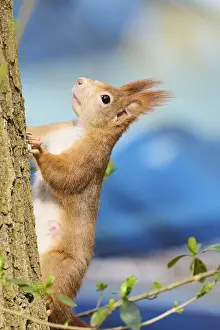 Red squirrel (Sciurus vulgaris) on a tree