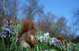 Red Squirrel in spring, Germany (Sciurus vulgaris)