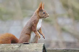 A red squirrel stands attentively on a wooden roof in nature