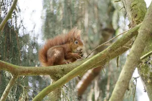 Red squirrel on a tree. Bad Salzschlirf
