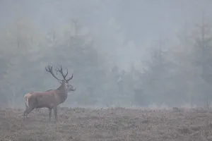 The Red stag stands relaxed on the heath and sometimes he starts to browse
