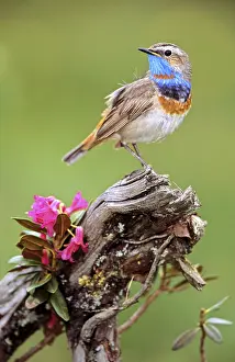 Red star bluethroat sitting room