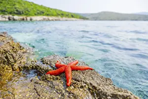 Framed Print : Red Starfish (Echinaster sepositus)