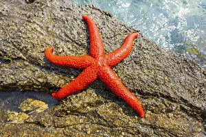 Red Starfish (Echinaster sepositus)