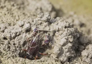 Red Swamp Crayfish (Procambarus clarkii)