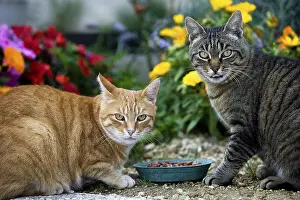 Red tabby and brown tabby domestic cat eating