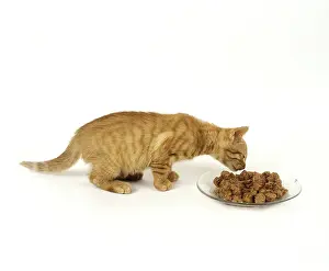 Red tabby domestic cat, kitten eating against white background
