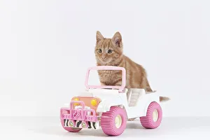 Red Tabby Domestic Cat, Kitten playing with Car Toy against White Background