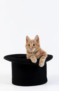 Red Tabby Domestic Cat, Kitten playing in Hat against White Background
