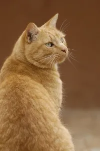 Red tabby house cat