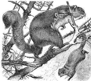 Red Taguan, Pteromys nitidus, Historical