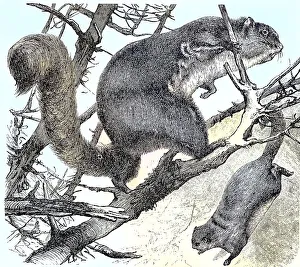 Red Taguan, Pteromys nitidus, Historical