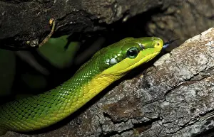 Red-tailde green Ratsnake (Gonyosoma oxycephala)
