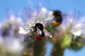 A red-tailed bumble bee sitting on a Phacelia