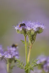 Red-tailed bumblebee (Bombus lapidarius) worker feeding on nectar from Scorpionweed (Phacelia tanacetifolia) flowers