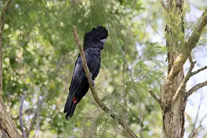 Red-tailed Cockatoo (Calyptorhynchus banksii)
