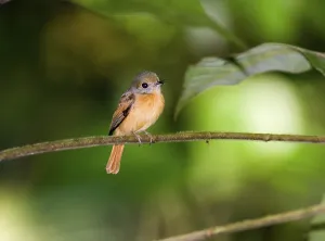 Red-tailed Flycatcher, animals