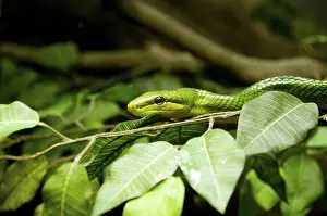 The red-tailed green ratsnake (Gonyosoma oxycephalum)