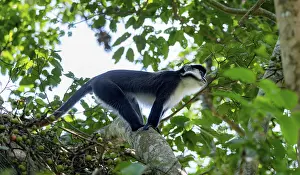 Red-tailed guenon or Congo white-nosed guenon (Cercopithecus ascanius schmidti)