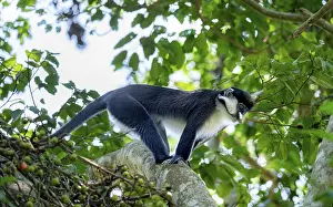 Red-tailed guenon or Congo white-nosed guenon (Cercopithecus ascanius schmidti)