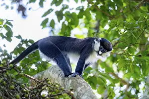Red-tailed guenon or Congo white-nosed guenon (Cercopithecus ascanius schmidti)