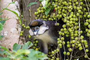 Red-tailed guenon or Congo white-nosed guenon (Cercopithecus ascanius schmidti)
