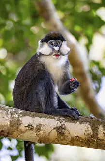 Red-tailed guenon or Congo white-nosed guenon (Cercopithecus ascanius schmidti)