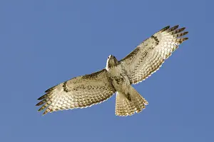 Red-tailed Hawk (Buteo jamaicensis)