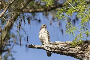 Red tailed hawk Buteo jamaicensis bird of prey perches on a tree in Naples