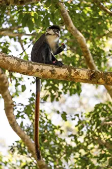 Red-tailed monkeys or Congo white-nosed monkeys (Cercopithecus ascanius schmidti)