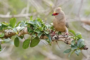 Red-tailed Mousebird, (Urocolius indicus)