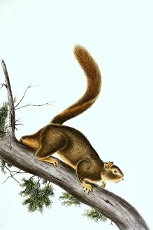 Red-tailed squirrel (Sciurus granatensis)